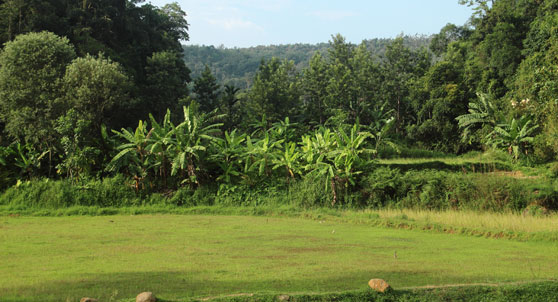 Deva Maani